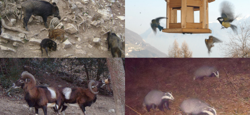 Fotopir photo-trapping device
